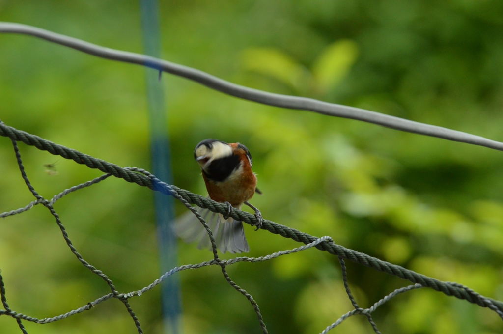 はっくしょん！