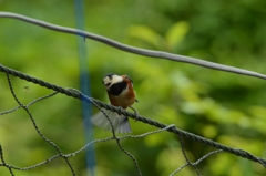 はっくしょん！