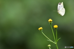 お花だ〜♪ ①