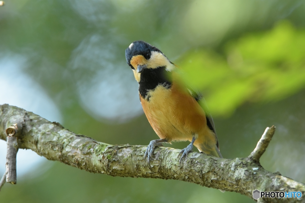 やっぱり君から♪