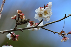 梅の花と蓑虫