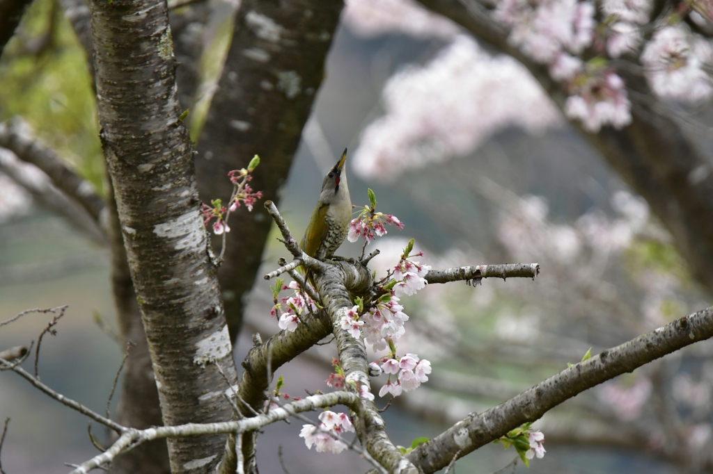 お花見中のアオゲラ Ⅱ