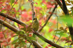 子ヤマガラの冒険　Ⅱ