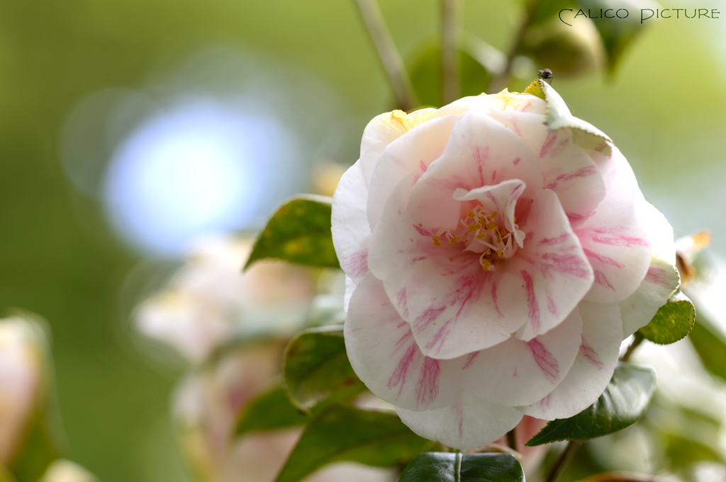 我が家の椿 ～五色八重散椿？～