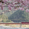 桜とアーチ橋