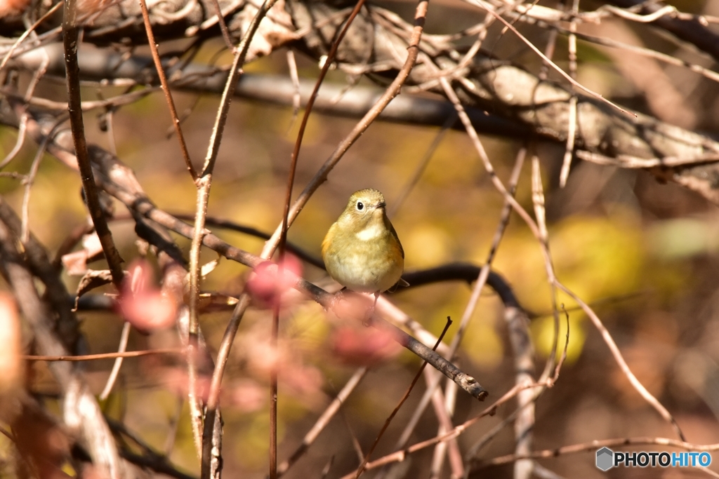 まん丸な小鳥達 ②