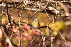 まん丸な小鳥達 ②