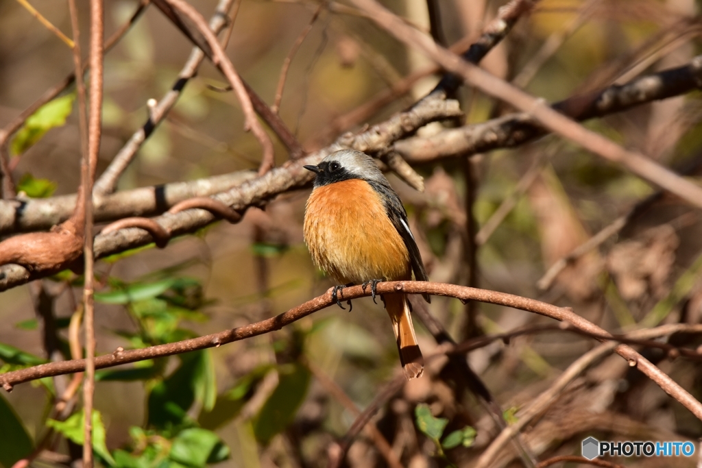 まん丸な小鳥達 ①