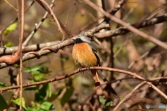 まん丸な小鳥達 ① まん丸な小鳥達 ①