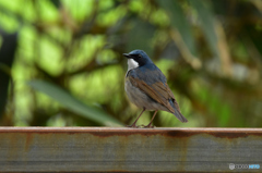 紺色の貴公子　Ⅲ