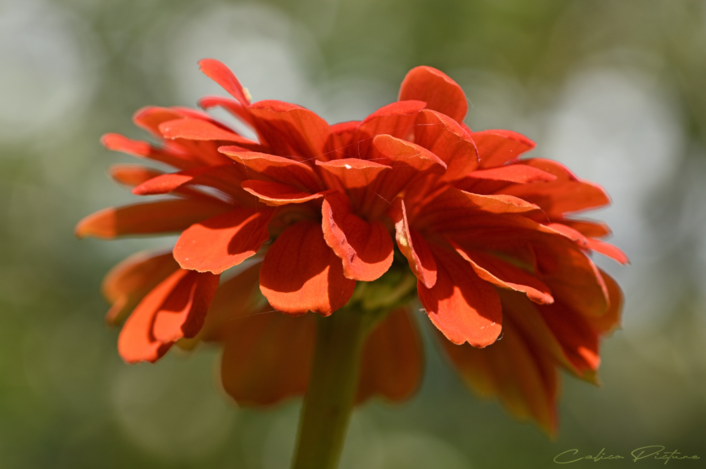 夏色開花 Ⅳ
