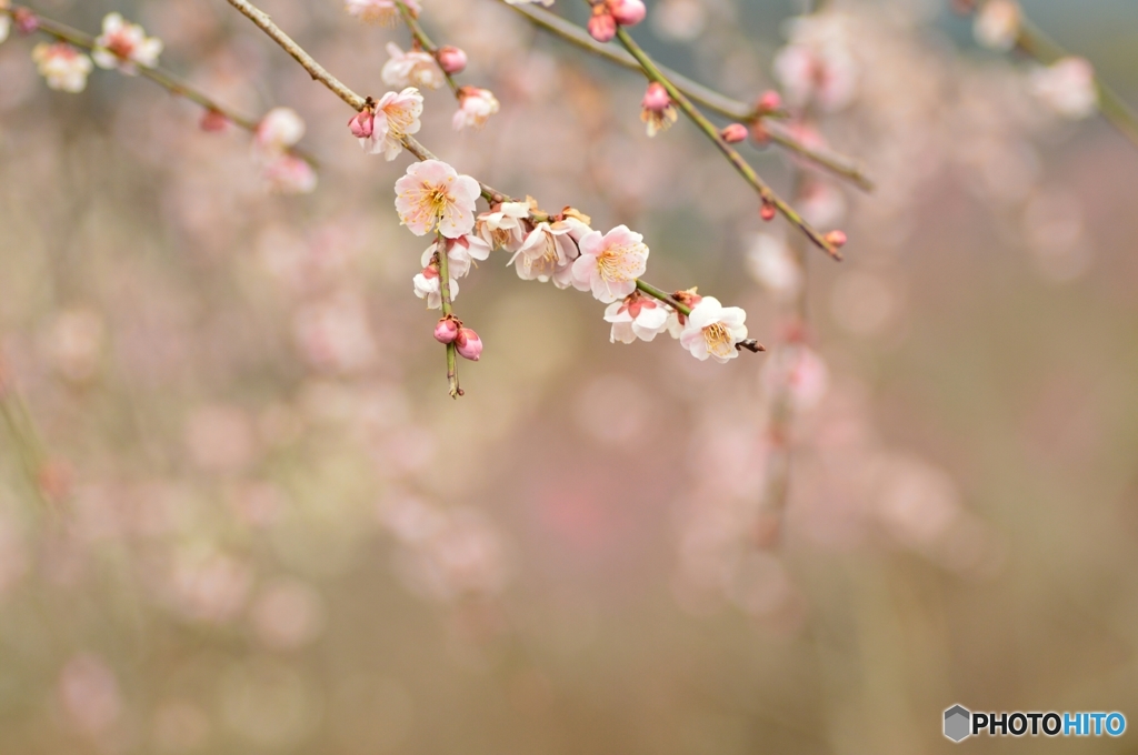 花冷えの午後