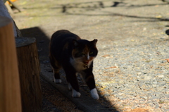 忍び寄る猫