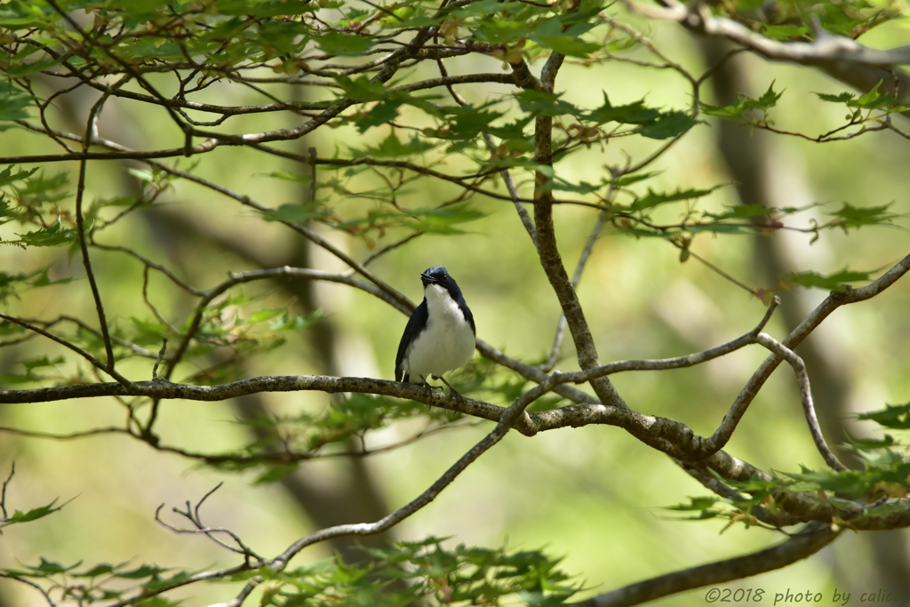 新緑の高原から Ⅲ