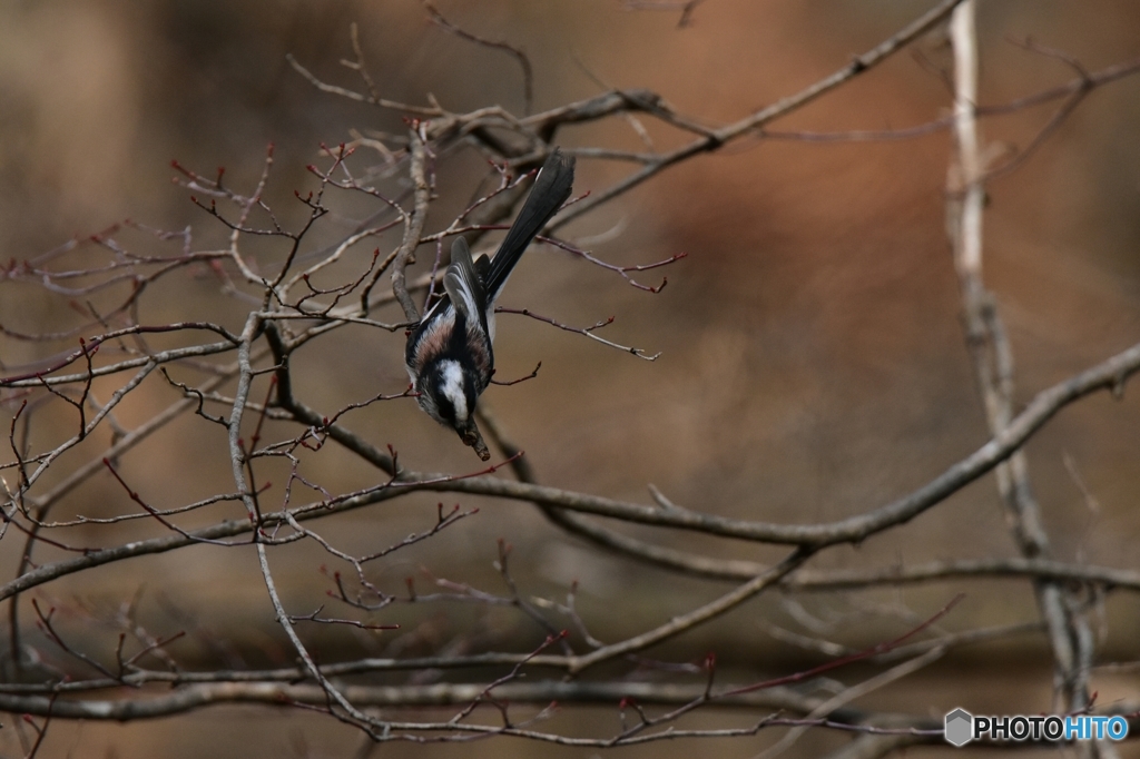 忍者のようなエナガ