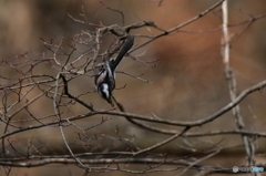 忍者のようなエナガ