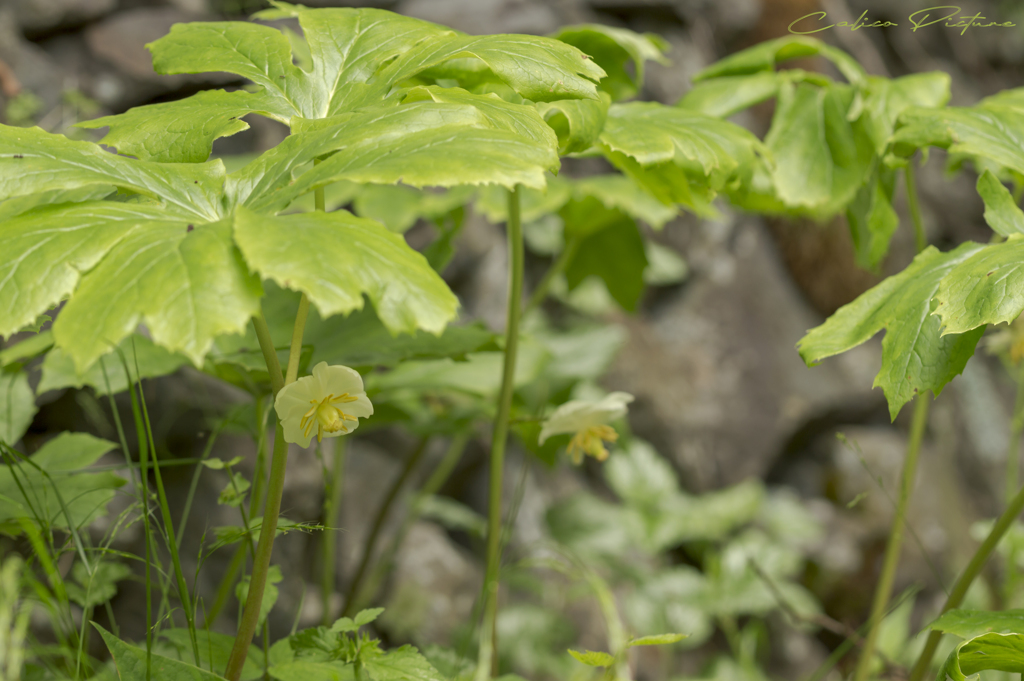 Podophyllum peltatum