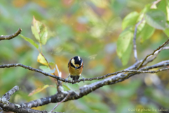 小さい秋見つけた？　