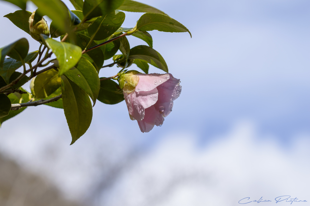 晴れの日を待って