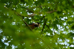 たくさん捕まえたね