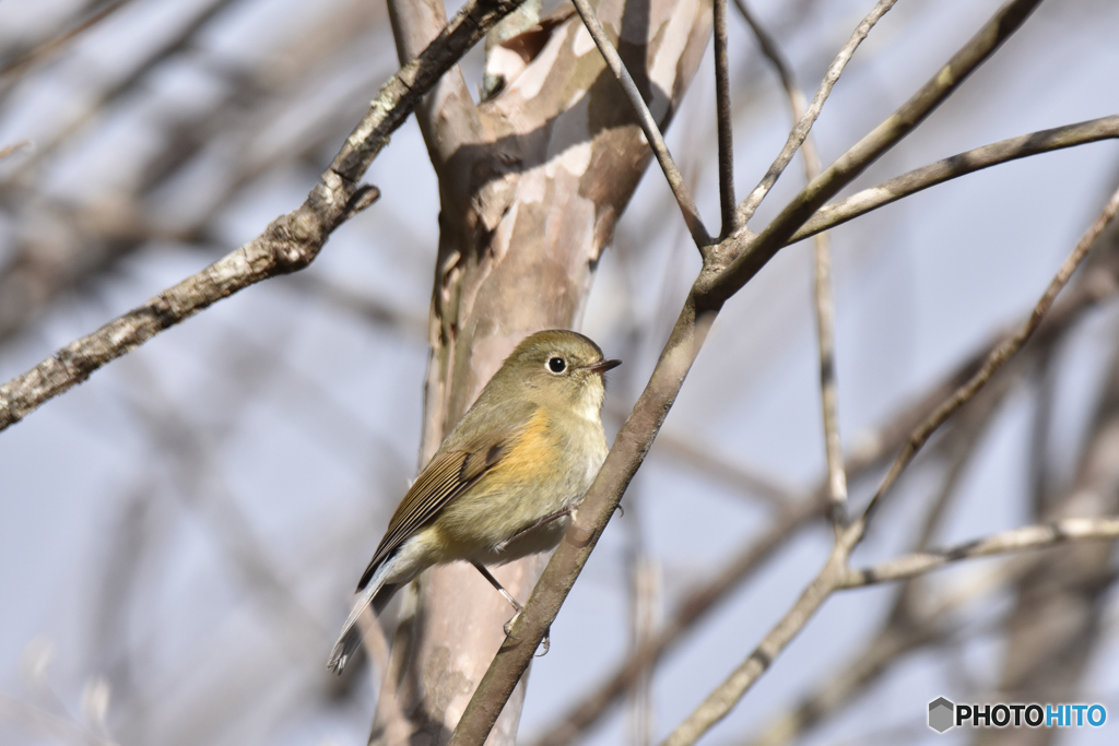 冬木立に佇むルリビタキ