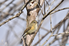 冬木立に佇むルリビタキ