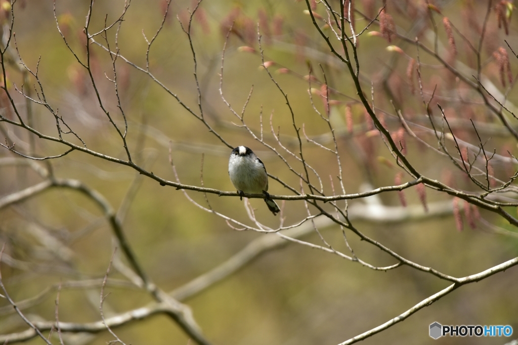 僕らも居るよ♪