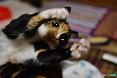 遊ぼうニャ！  ②