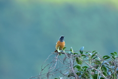 夕陽を見つめて 夕陽を見つめて