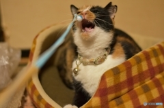 ニャ～！