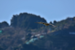 オオタカを追え