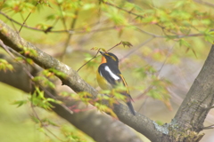 山霧の中に潜む