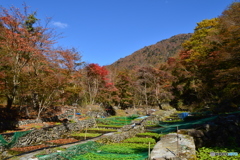紅葉進む山葵田から Ⅱ