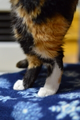 立てるんです！