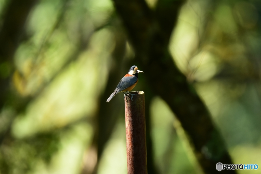 ここに隠そうかな～