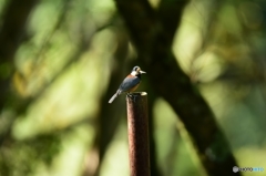 ここに隠そうかな～