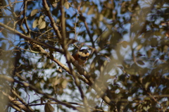 可愛い顔して～(1)