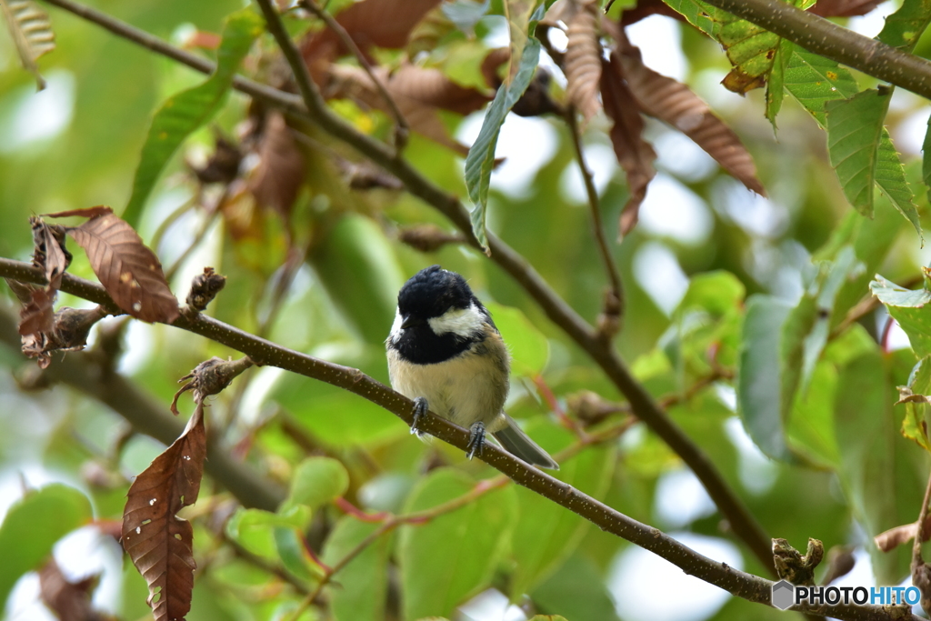 栗の木とコガラ