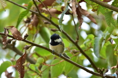栗の木とコガラ