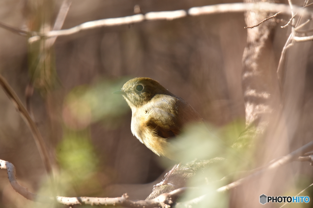 私を見習いなさい
