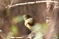 私を見習いなさい