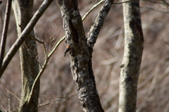 キツツキのようなヤマガラ