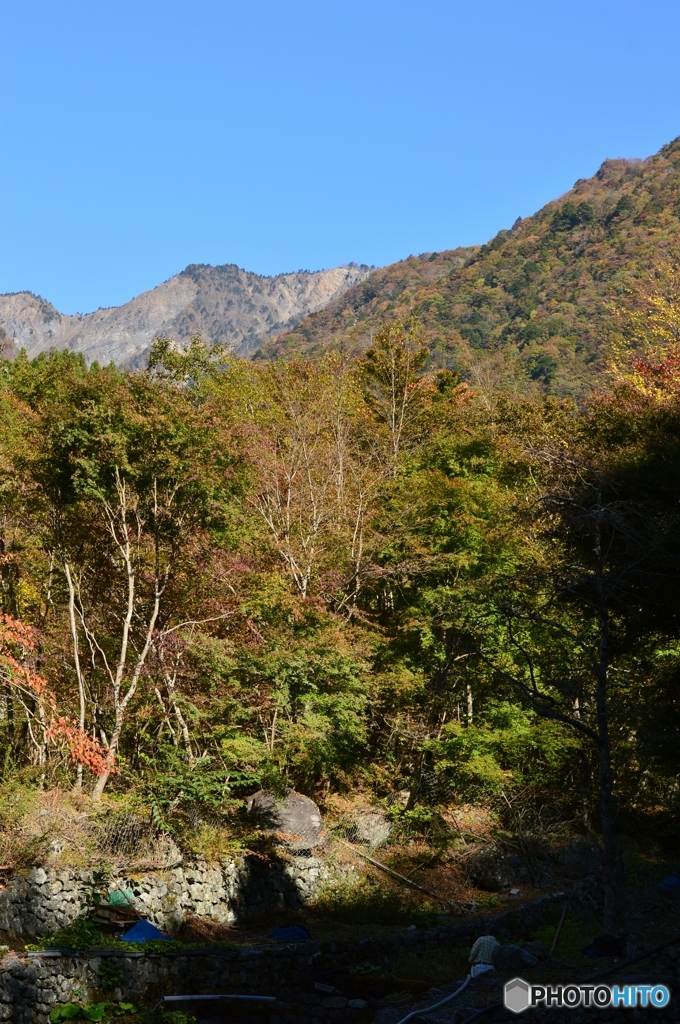 秋深まる山葵田