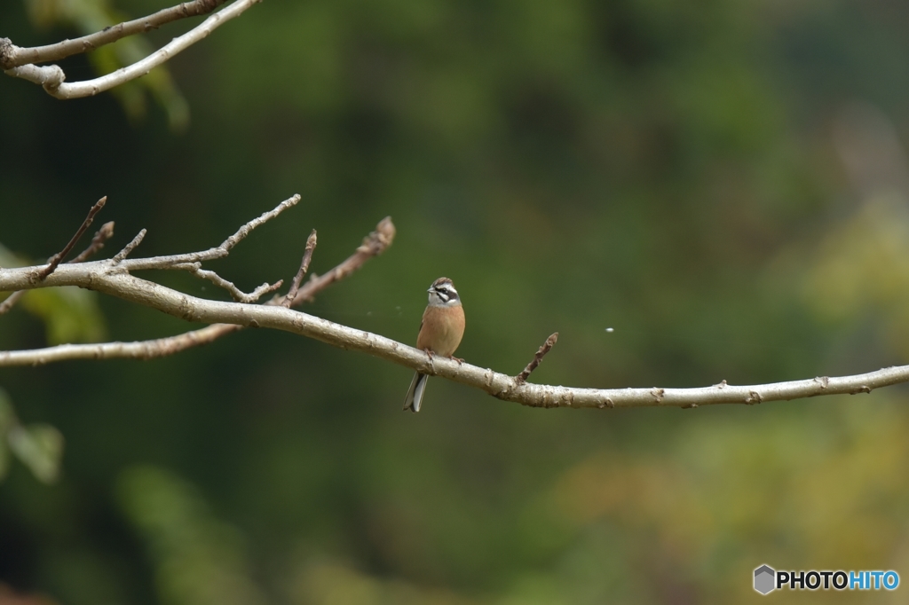 ホオちゃん、久しぶり！