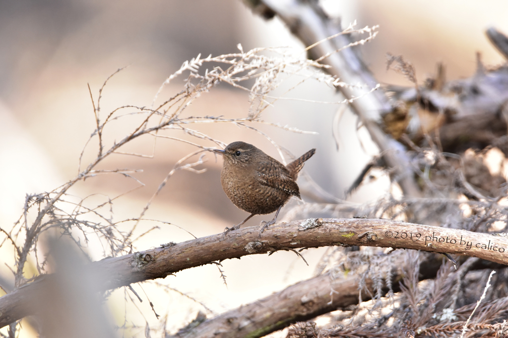 鷦鷯（ショウリョウ）深林に巣くうも一枝に過ぎず