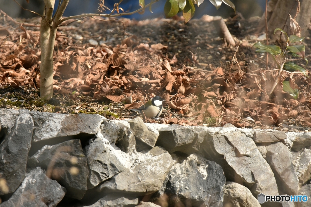 食べ残しはしないよ