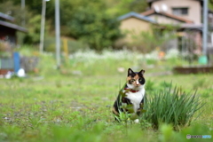 春の宵