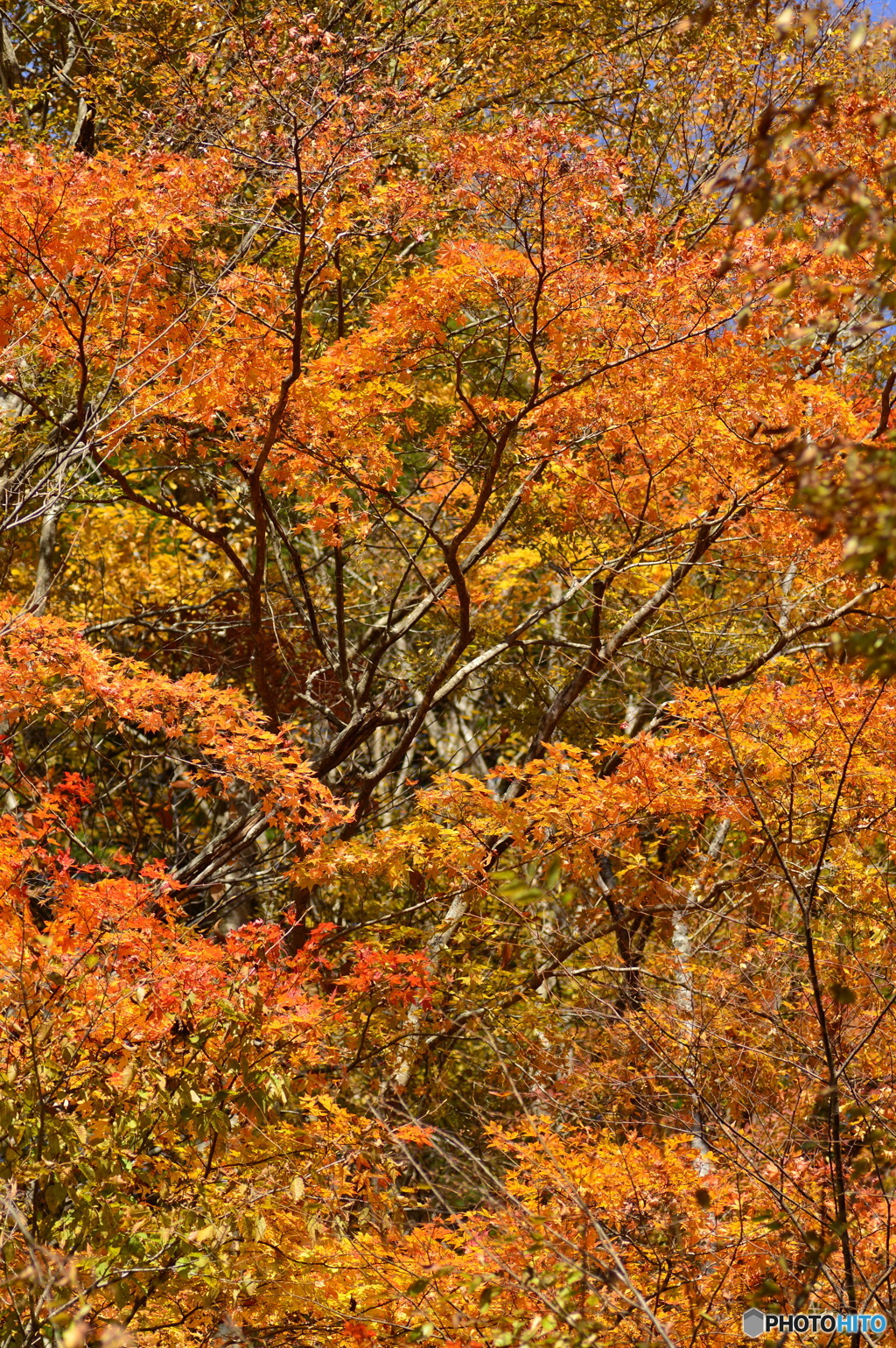 ホームコースの紅葉 ②