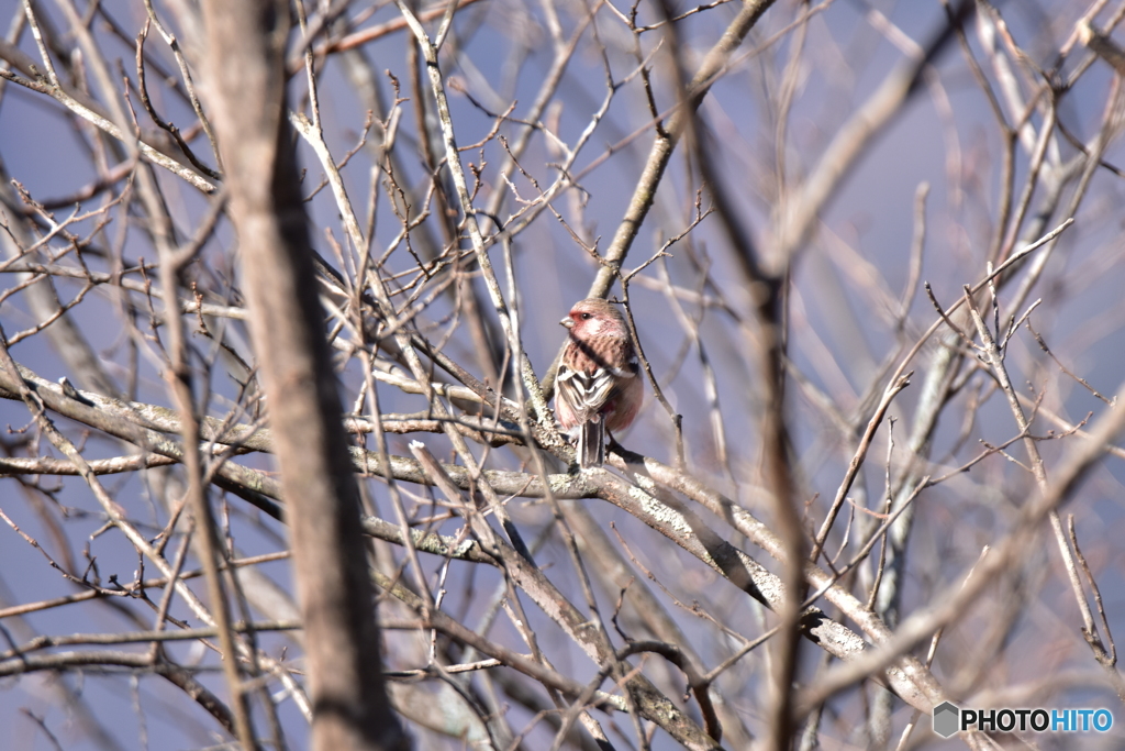 冬枯れの枝に化ける