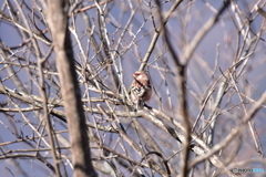 冬枯れの枝に化ける